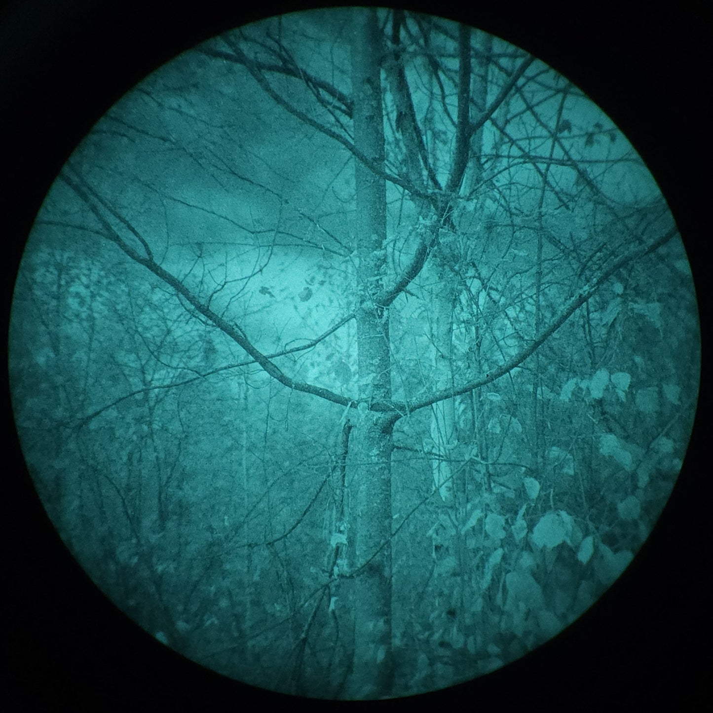 Nighthawk